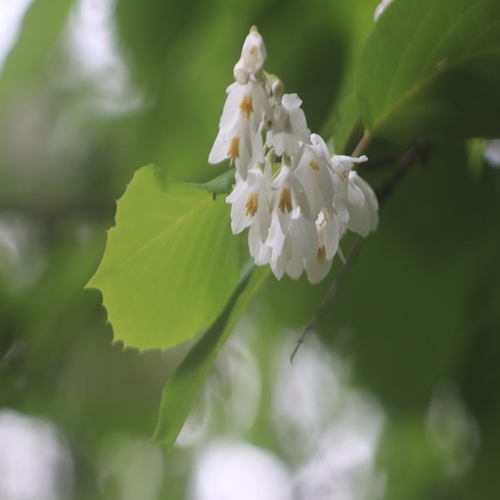 ハクウンボクの花