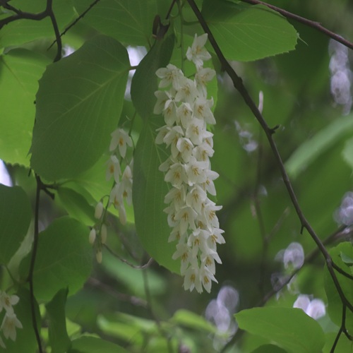 ハクウンボクの花