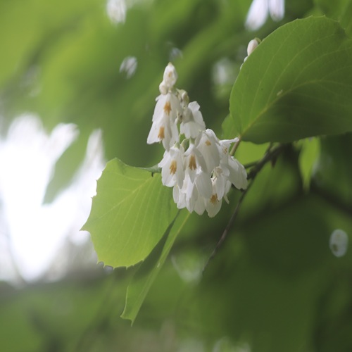 ハクウンボクの花