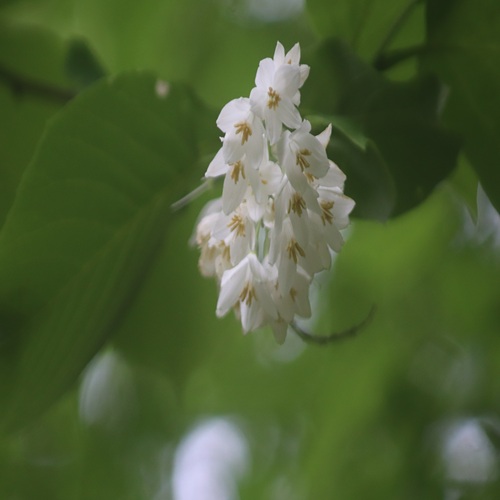 ハクウンボクの花