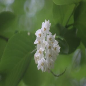 ハクサンボクの花