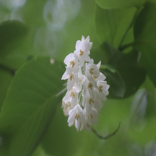 ハクサンボクの花