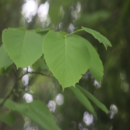 ハクウンボクの葉
