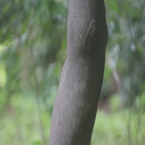 ハクウンボクの樹皮