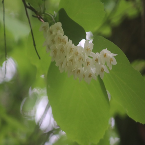 ハクウンボクの花