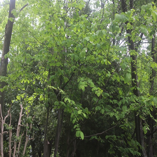 ハクウンボクの木の全体像