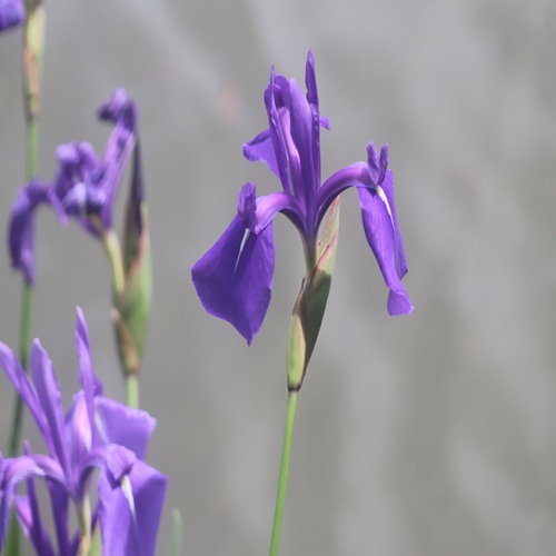 カキツバタの花