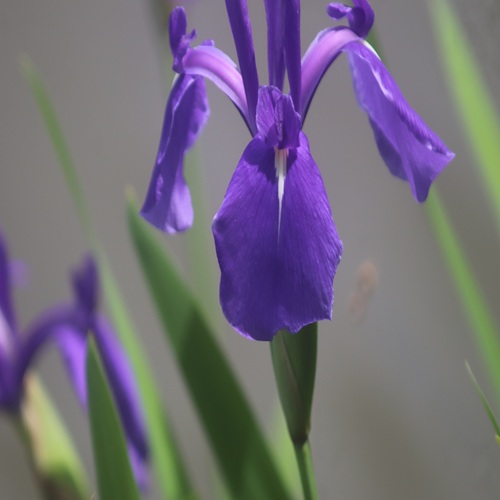 カキツバタの花びら内側の模様