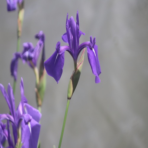 カキツバタの花