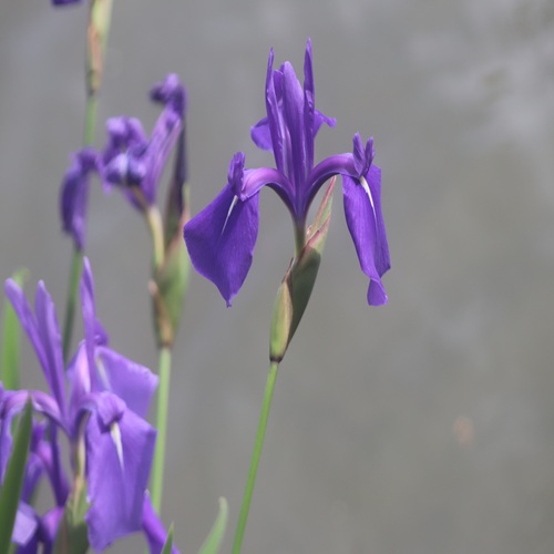 カキツバタの花