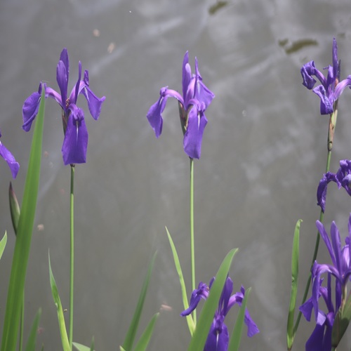 カキツバタの花