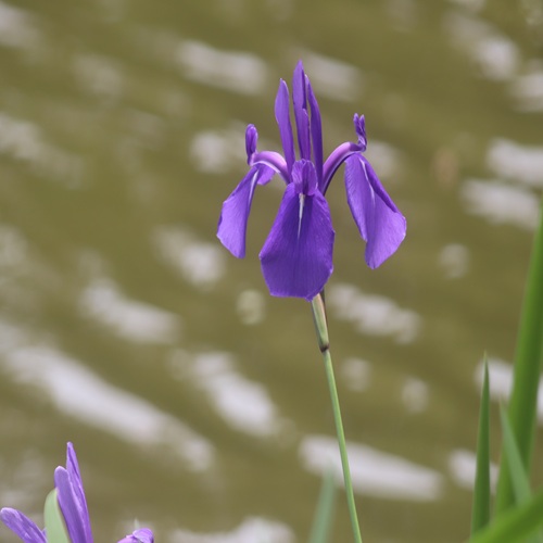 カキツバタの花