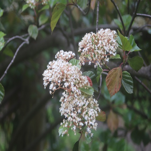 ハクサンボクの花