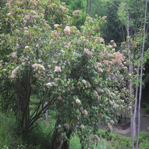 ハクサンボクの木の全体像