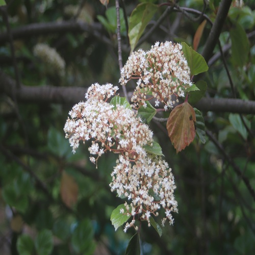 ハクサンボクの花
