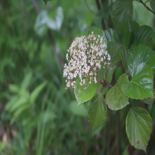 ハクサンボクの花