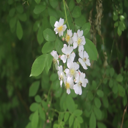 ノイバラの花