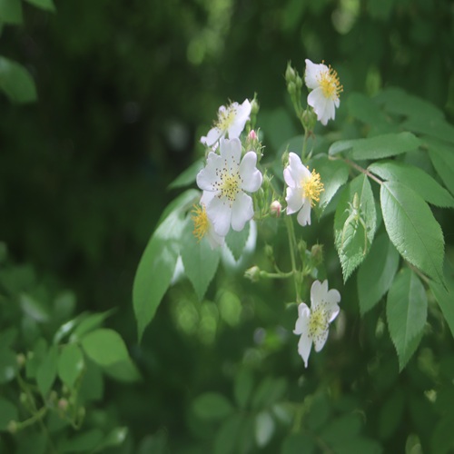 ノイバラの花