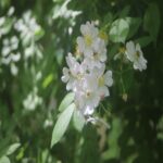 ノイバラ