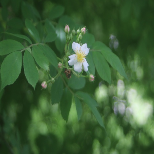 ノイバラの花