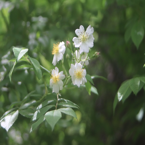 ノイバラの花