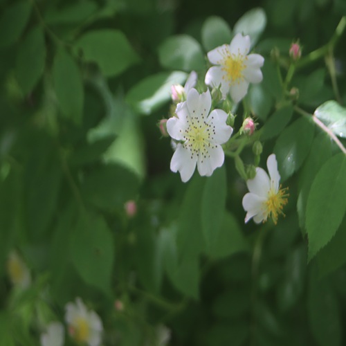 ノイバラの花