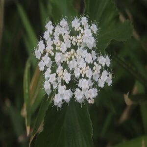 ガマズミの花