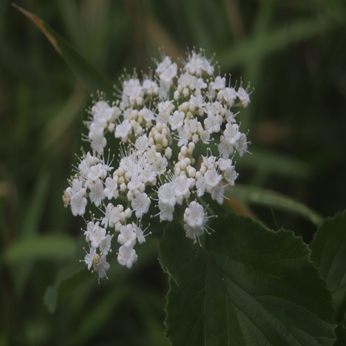 ガマズミの花