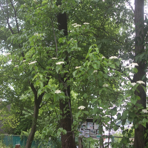 ガマズミの全体像