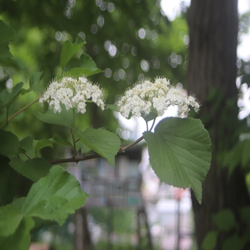 ガマズミの花
