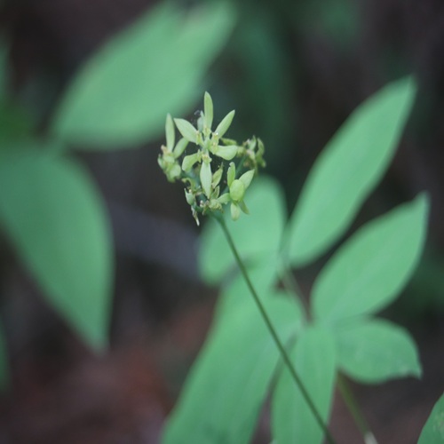 ルイヨウボタンの花