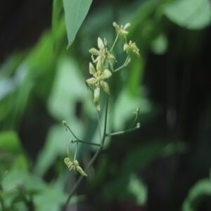 ルイヨウボタンの花