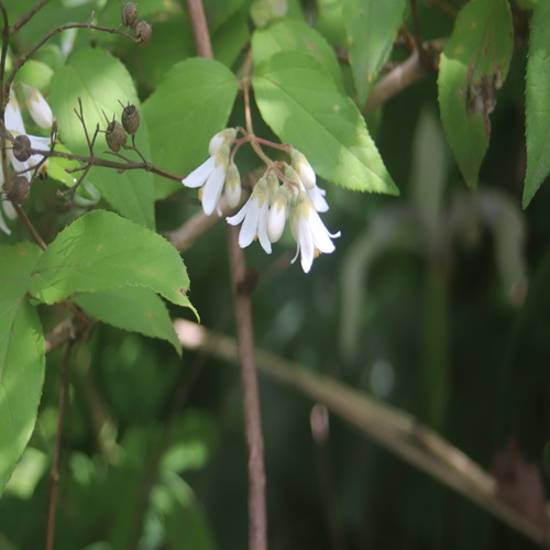 ウツギの花