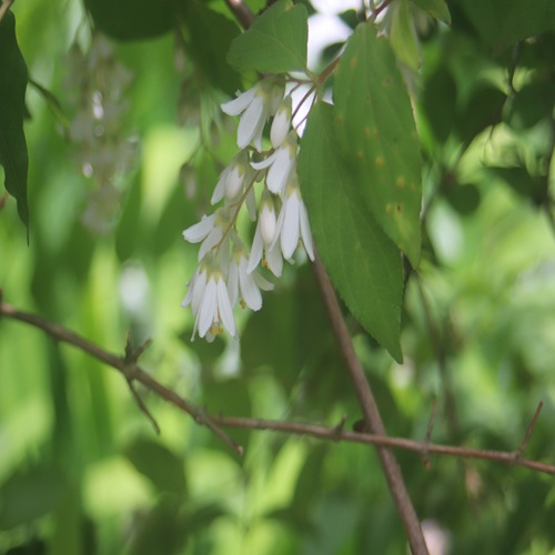 ウツギの花