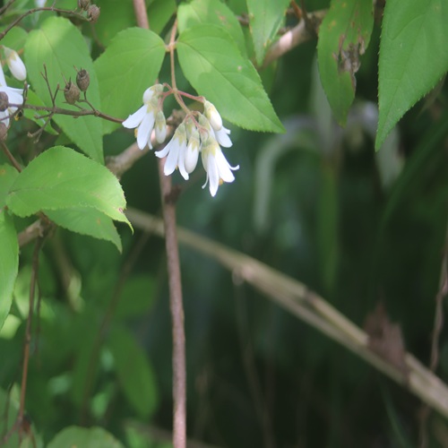 ウツギの花