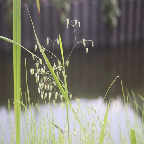 ヒメコバンソウの花