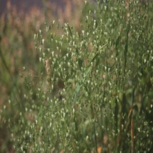 ヒメコバンソウの花