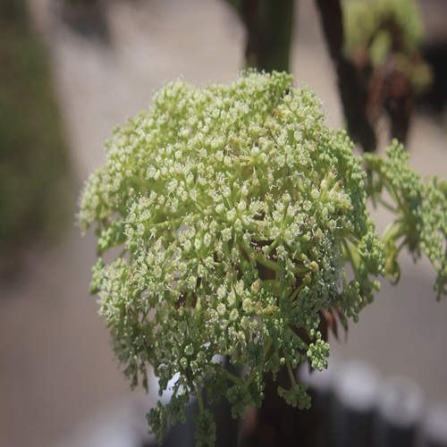 ハマウドの花
