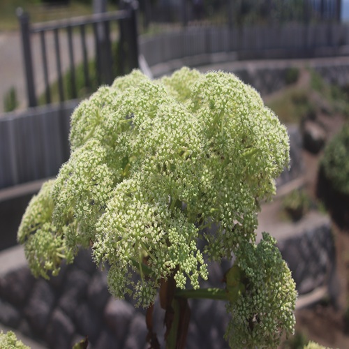 ハマウドの花