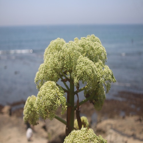 ハマウドの花
