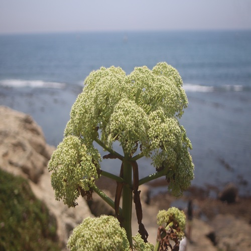 ハマウドの花