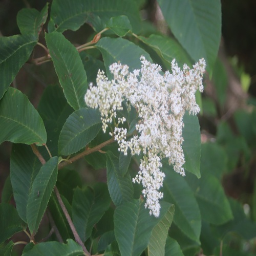 アワブキの花