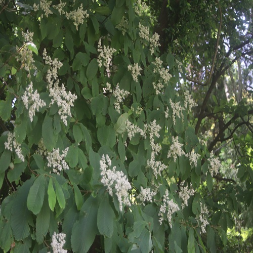アワブキの花