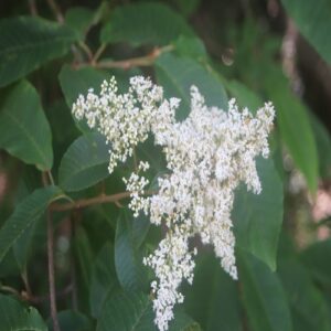 アワブキの花