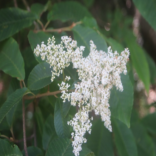 アワブキの花