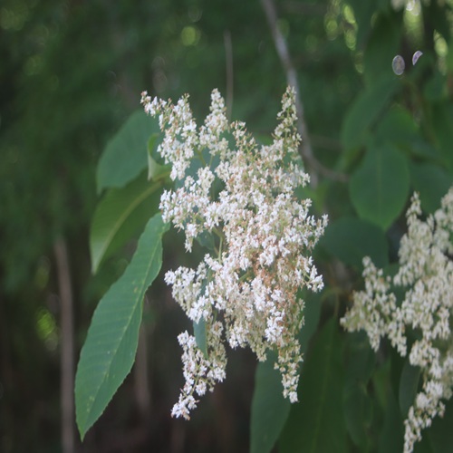 アワブキの花