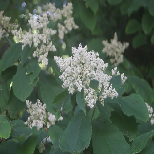 アワブキの花