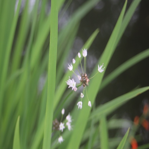ノビルの花