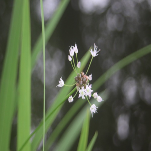 ノビルの花