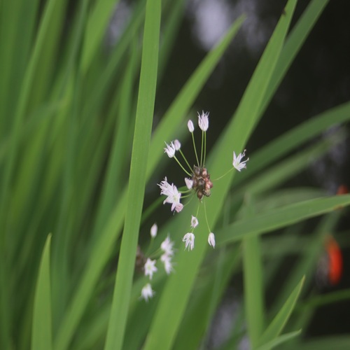ノビルの花